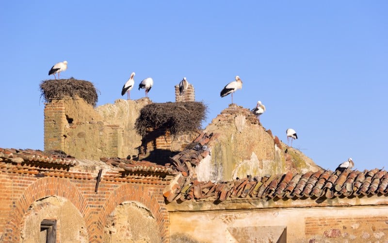 Cigüeñas en la Puebla de Alcocer