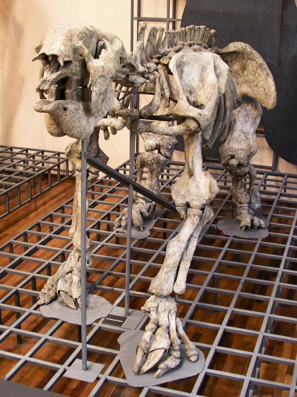 Esqueleto de Megatherium americanum en el Museo Nacional de Ciencias Naturales