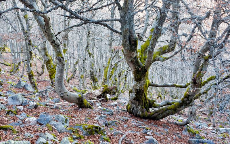 Dentro del bosque de Riofrío se encuentra el Palacio de Riofrío, construido a mediados del siglo XVIII