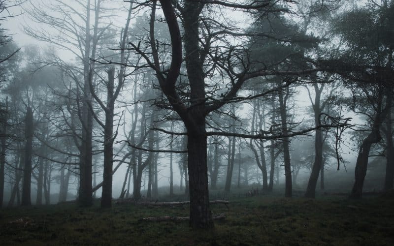 Bosque asturiano con niebla
