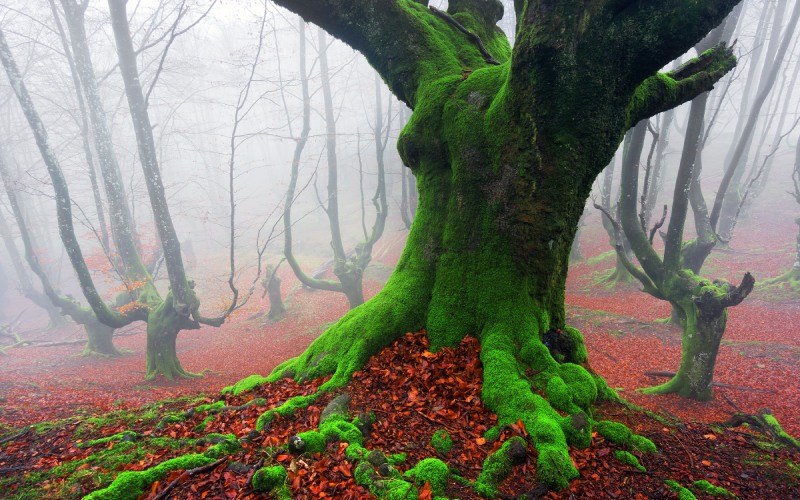 Bosque de Euskadi