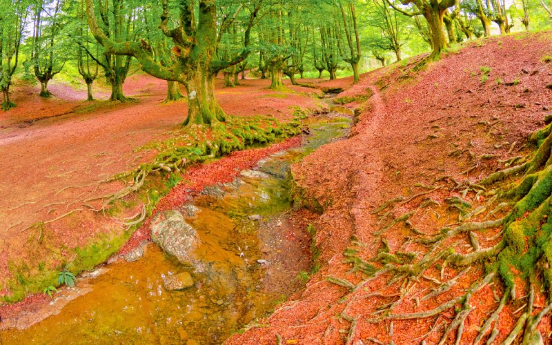 Bosque de Otzarreta