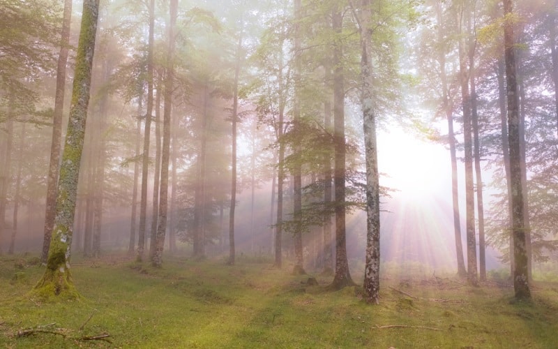 La niebla entre los árboles en el Parque Natural de Aralar