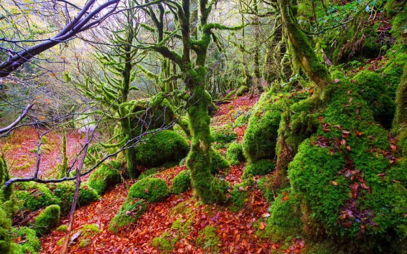 Selva de Irati en otoño