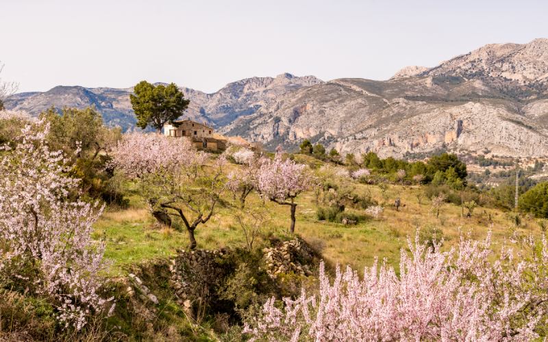 Valle de Guadalest y sus almendros