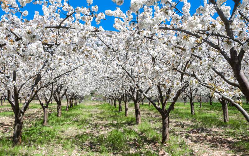 Los cerezos en flor del valle de Calderechas
