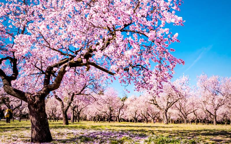 Los almendros son la marca de la Quinta de los Molinos