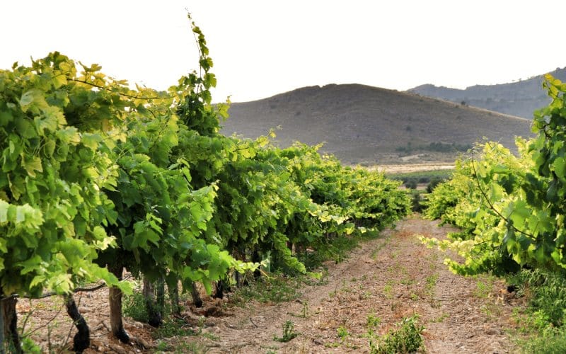 Viñedo de Murcia. | Shutterstock