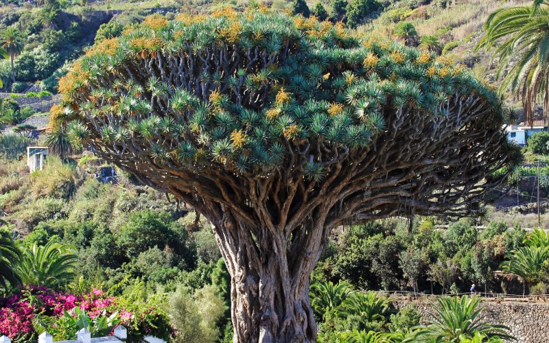 Árbol de Dragón, característico de las Islas Canarias