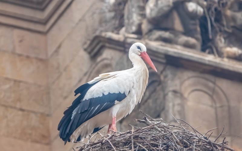 Cigüeña en lo alto del Convento de San Esteban, Salamanca