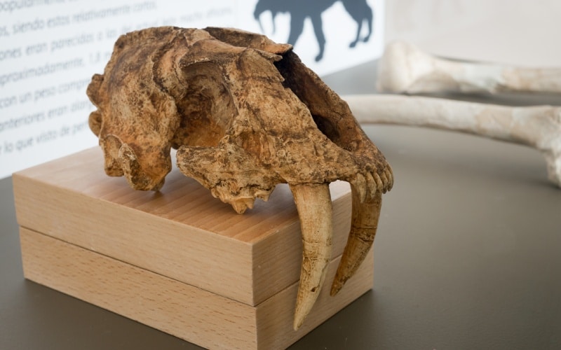 Restos tigre dientes de sable en el Museo de Prehistoria de Orce