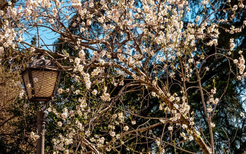 La primavera también ha llegado a este parque