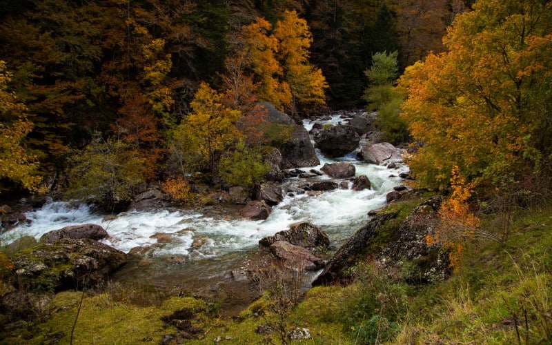 Bosque de hayas y abetos en la Selva de Oza