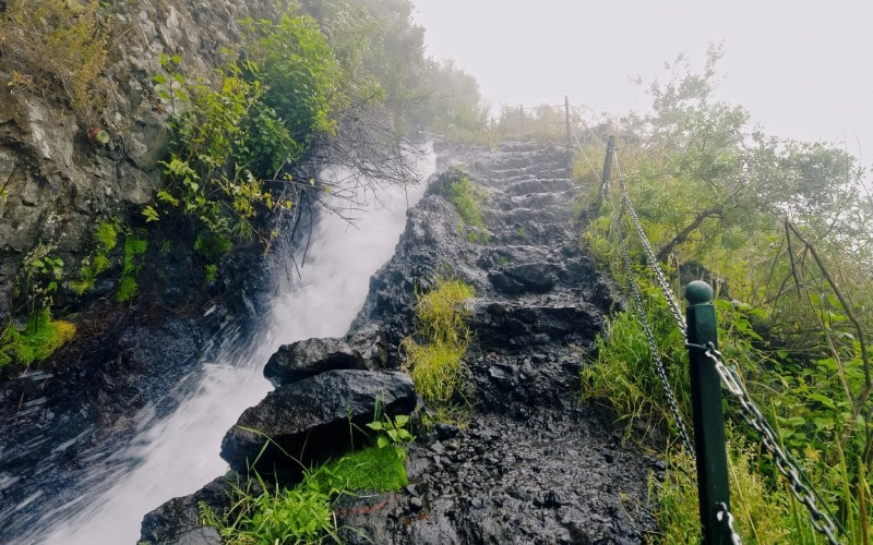 Vegetación en la cascada de Los Tilos