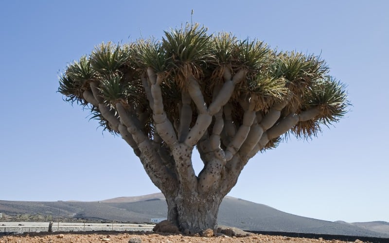 Uno de los árboles más típicos de las islas