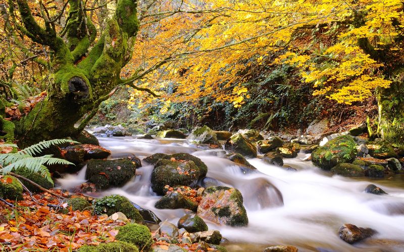 Curso del río Nalón en un paisaje otoñal del Parque Natural de Redes