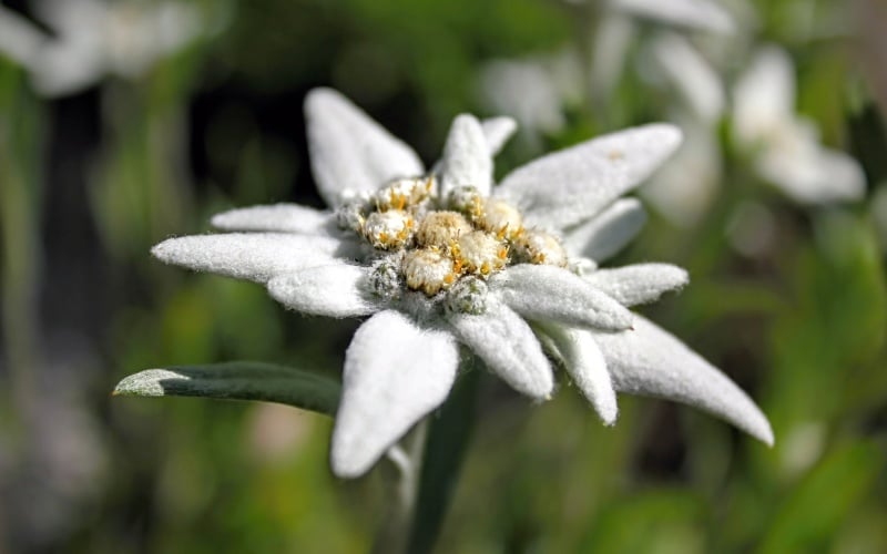Una de las flores más bonitas y más difíciles de encontrar