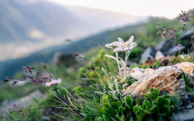 La flor de Edelweiss es difícil de encontrar
