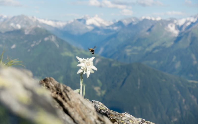 Flor de Edelweiss en plena naturaleza
