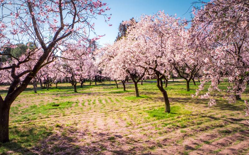 Almendros en flor en la Quinta de los Molinos
