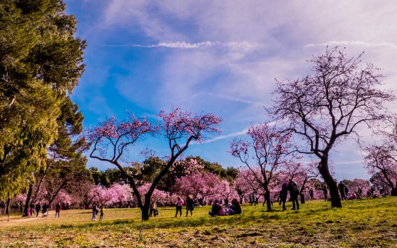 La floración en la Quinta de los Molinos