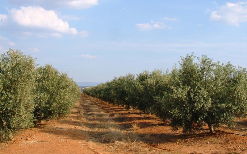 Finca Capilla del Fraile