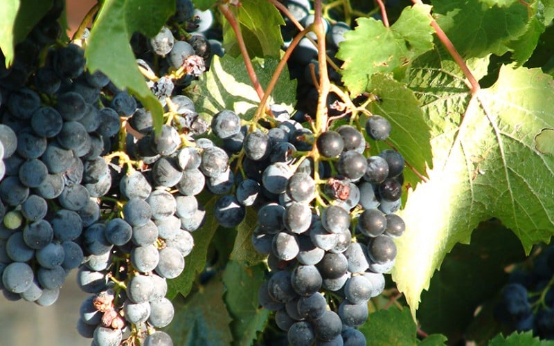 Finca Capilla del Fraile