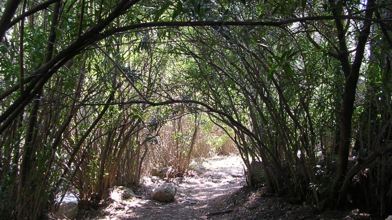 Adelfas del Paraje de Cuadros, Bedmar