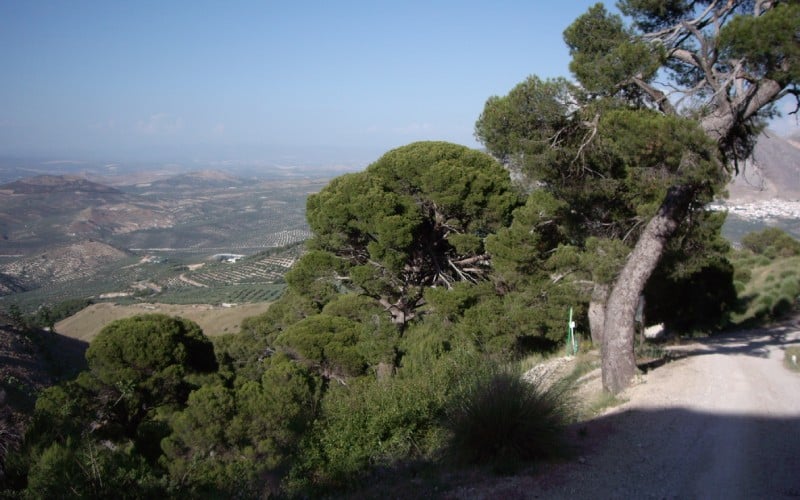 Pinar de Cánavas, Jimena