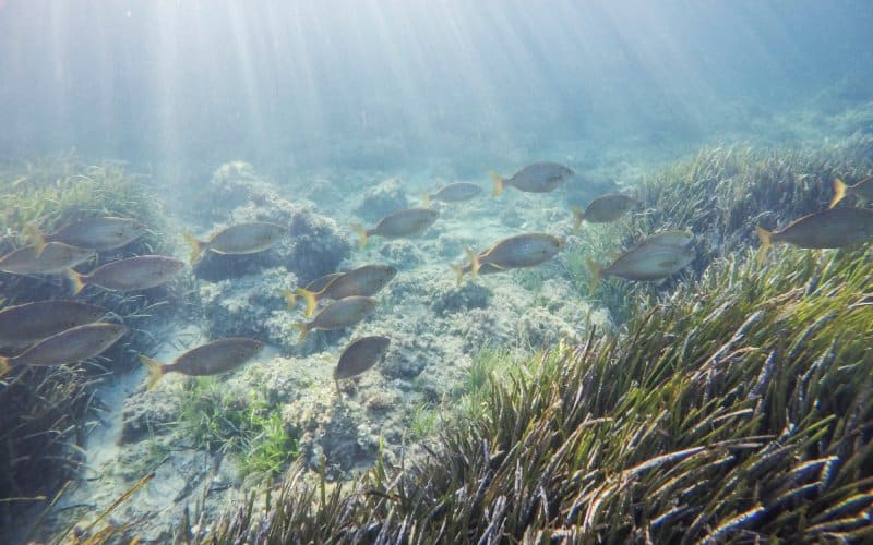 Peces nadando en las aguas de Tabarca