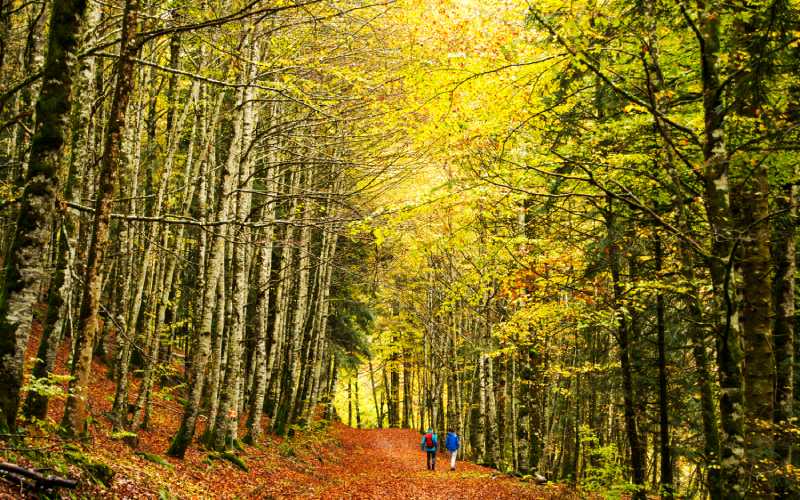 Bosque de Irati en Otoño
