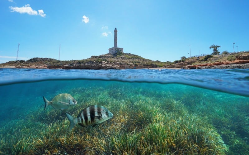 Dos peces bajo el mar en Cabo de Palos