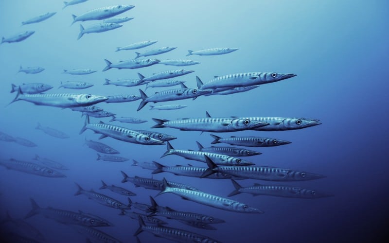 Varios peces en las profundidades de Mallorca