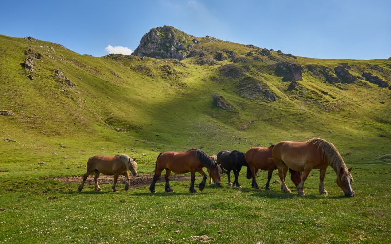 Caballos pastando en las tierras de Babia