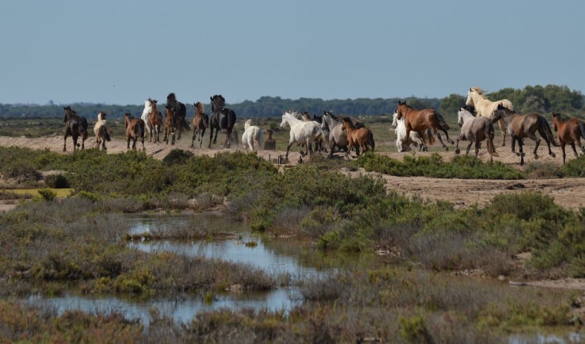Caballos salvajes en las Marismas del Guadalquivir, verdadero origen de los cowboys