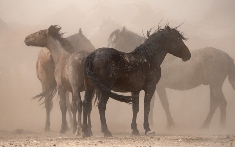 Caballos salvajes en el desierto de Utah