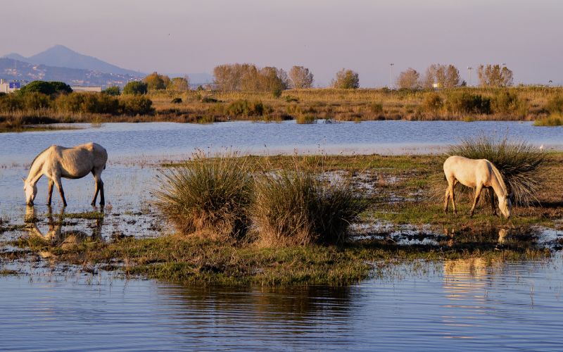 Dos caballos beben el el delta de Llobregat