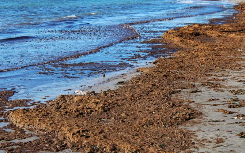 Posidonia en las costas de Santa Pola
