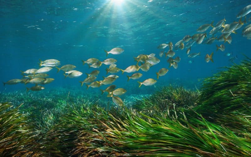 Peces nadando entre las posidonias de Cabo de Gata