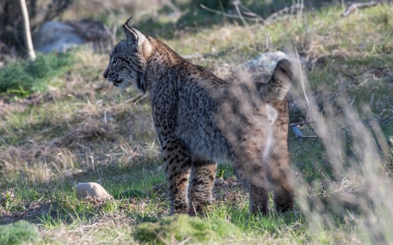 Es complicado ver al Lince ibérico