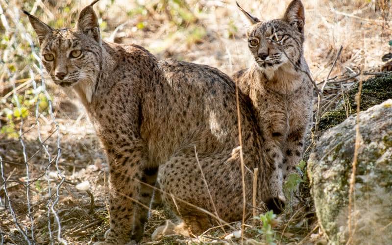 Pareja de lince ibérico, progenitor y retoño