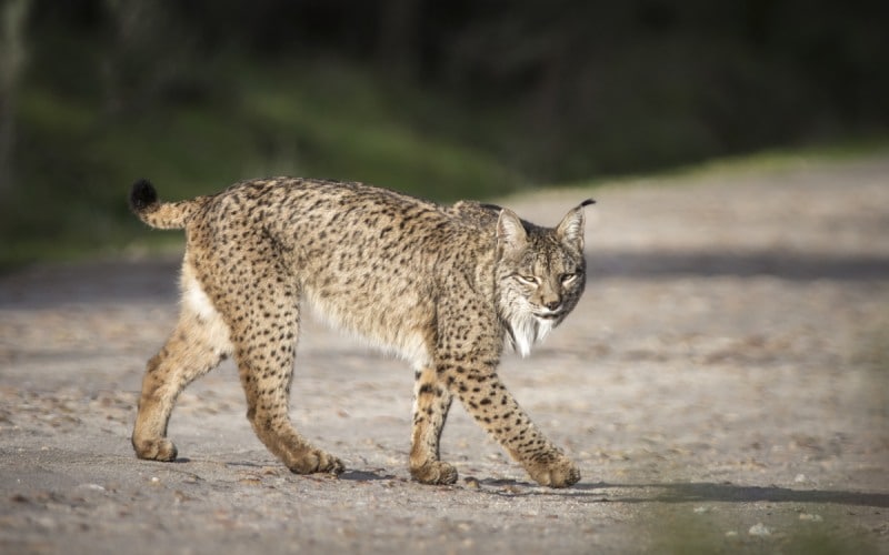 lince ibérico