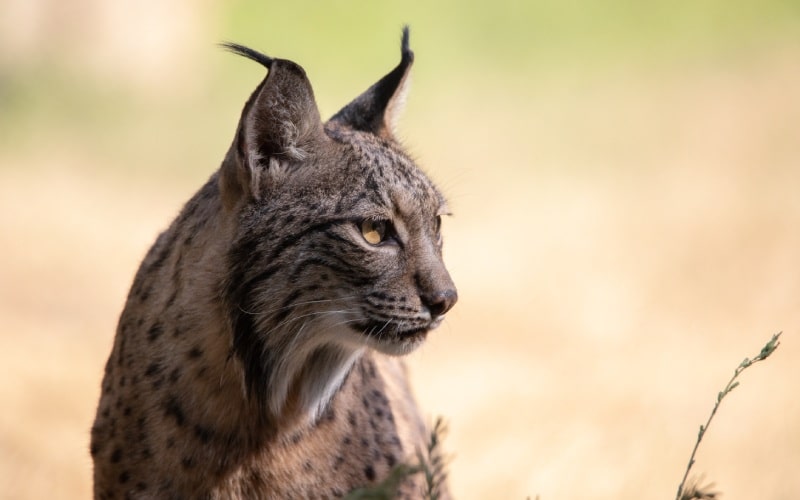 Un hermoso lince ibérico mirando al horizonte