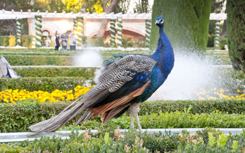Pavo Real de los Jardines de Cecilio Rodríguez