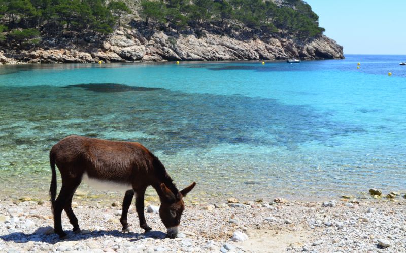 Un burro en cala Murta