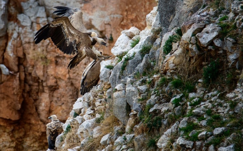 Aves rapaces en las Hoces del río Mesa