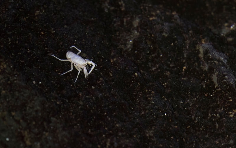 Cangrejo albino