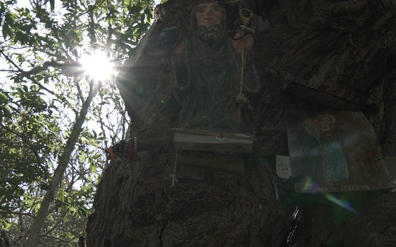 Árbol de San Benito del monasterio