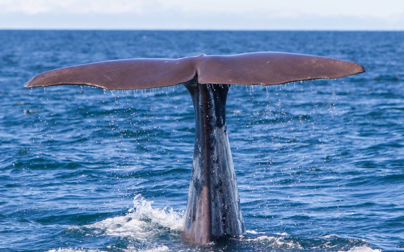 Ballena