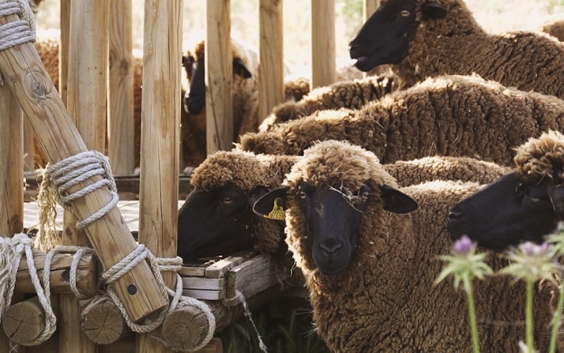 La oveja es el animal que mejor esculpe el paisaje